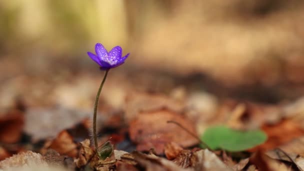 Hepatica Transsilvanica Wild Flower Blooms Early Spring Forest — Stock Video