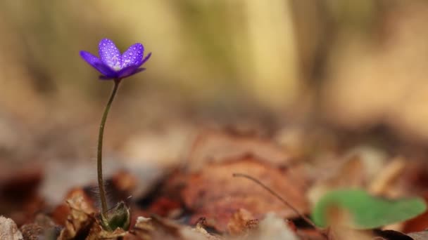 Hepatica Transsilvanica Dziki Kwiat Kwitnie Wczesną Wiosną Lesie — Wideo stockowe