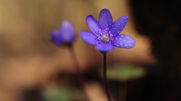 Hepatica Transsilvanica Vadvirág Virágzik Kora Tavasszal Erdőben — Stock videók