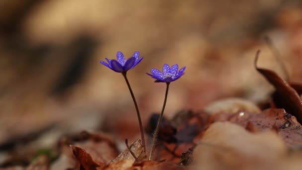 Hepatica Transsilvanica Dziki Kwiat Kwitnie Wczesną Wiosną Lesie — Wideo stockowe