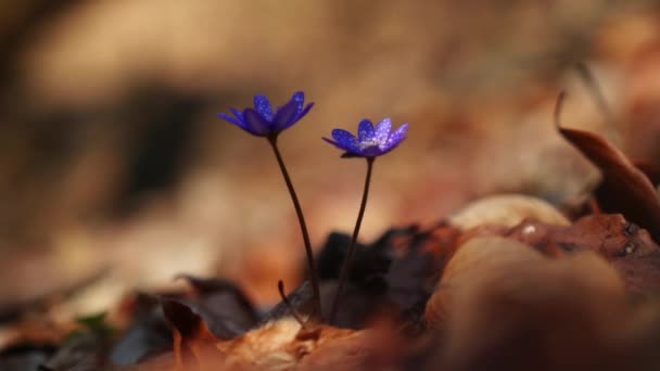 Hepatica Transsilvanica Flores Silvestres Início Primavera Floresta — Vídeo de Stock