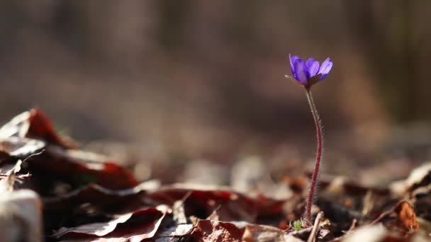 Hepatica Transsilvanica Dziki Kwiat Kwitnie Wczesną Wiosną Lesie — Wideo stockowe