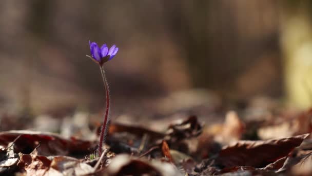 Hepatica Transsilvanica Flores Silvestres Início Primavera Floresta — Vídeo de Stock