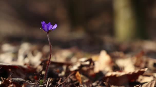 Hepatica Transsilvanica Vild Blomma Blommar Tidigt Våren Skogen — Stockvideo