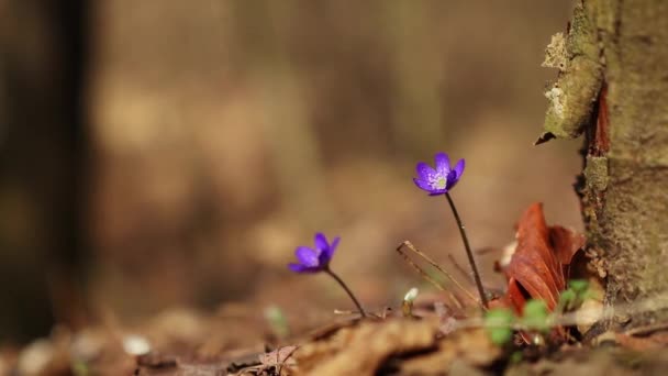 Hepatica Transsilvanica Fleur Sauvage Fleurit Début Printemps Dans Forêt — Video