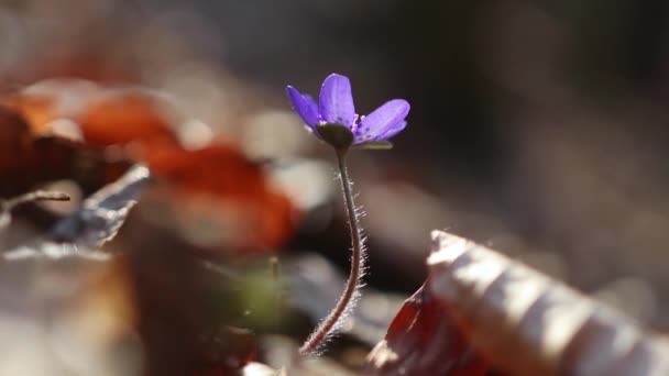 Hepatica Transsilvanica Flor Silvestre Florece Principios Primavera Bosque — Vídeos de Stock