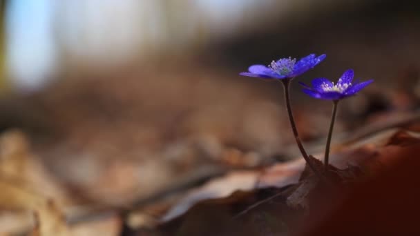 Piękne Dzikie Kwiaty Lesie Wczesną Wiosną Hepatica Transsilvanica — Wideo stockowe