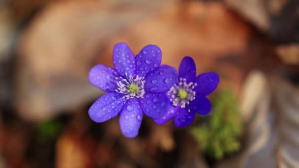 Beautiful Wild Flowers Forest Early Spring Hepatica Transsilvanica — Stock Video