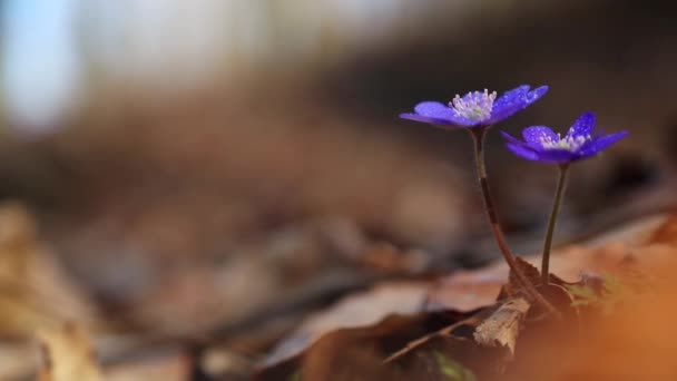 Hermosas Flores Silvestres Bosque Principios Primavera Hepatica Transsilvanica — Vídeos de Stock