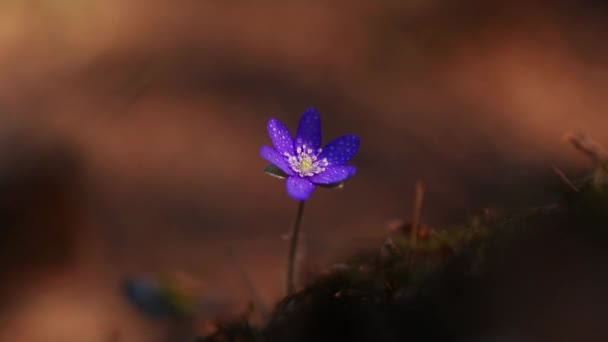 早春期间森林中美丽的野花 — 图库视频影像