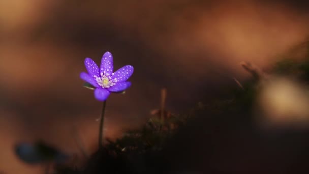 Belles Fleurs Sauvages Dans Forêt Début Printemps Hepatica Transsilvanica — Video