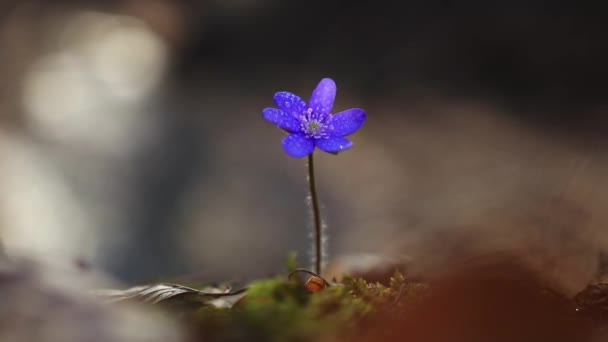 Gyönyörű Vadvirágok Erdőben Kora Tavasszal Hepatica Transsilvanica — Stock videók