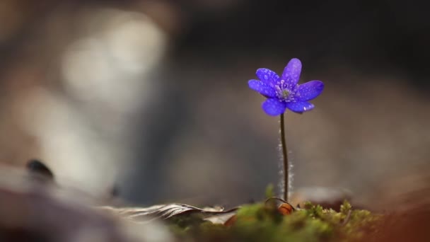Hermosas Flores Silvestres Bosque Principios Primavera Hepatica Transsilvanica — Vídeo de stock