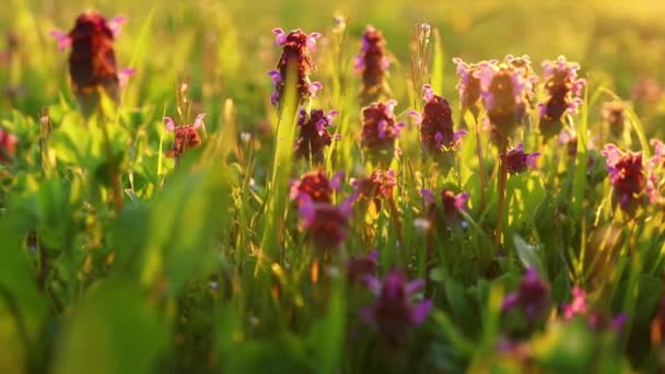早春の夜の光の中での紫の死闘 — ストック動画