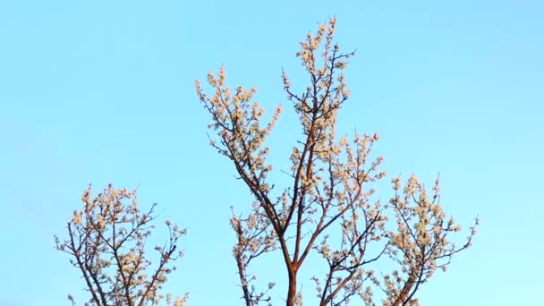 Όμορφα Λευκά Λουλούδια Στο Δέντρο Στις Αρχές Της Άνοιξης — Αρχείο Βίντεο