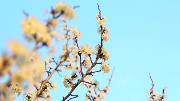 Prachtige Witte Bloemen Boom Het Vroege Voorjaar — Stockvideo