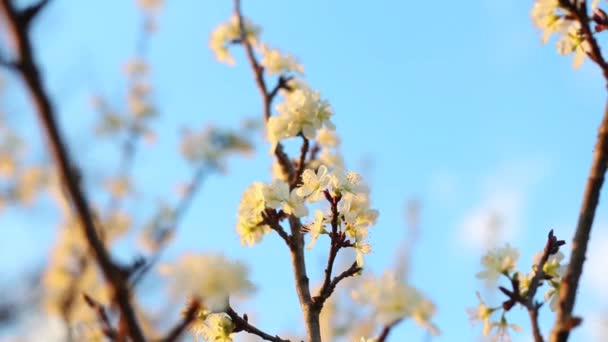 Schöne Weiße Blüten Baum Zeitigen Frühling — Stockvideo