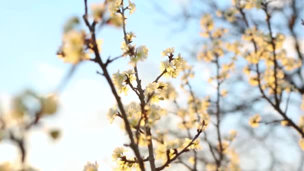 Красивые Белые Цветы Дереве Ранней Весной — стоковое видео
