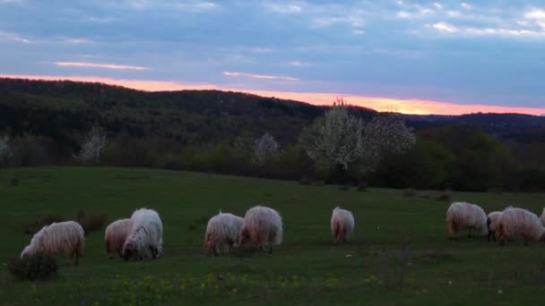 日没の間の春の季節の丘の上の羊の放牧の群れ — ストック動画