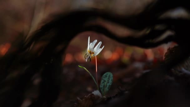 Incrível Eritrónio Branco Dens Canis Flor Floresta Início Primavera — Vídeo de Stock