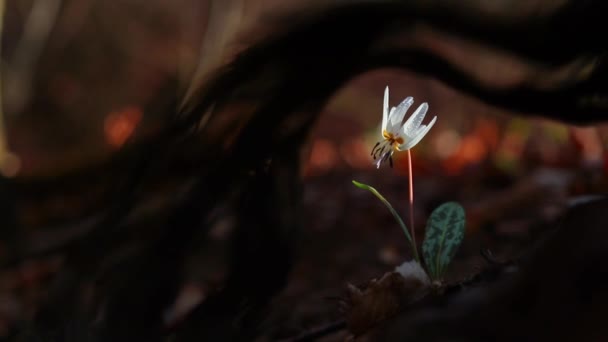 Fantastiska Vita Erythronium Dens Canis Blomma Skogen Början Våren — Stockvideo