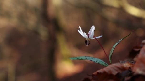 Fantastiska Vita Erythronium Dens Canis Blomma Skogen Början Våren — Stockvideo