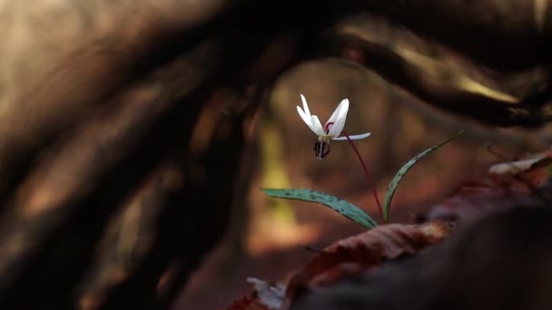 Incrível Eritrónio Branco Dens Canis Flor Floresta Início Primavera — Vídeo de Stock