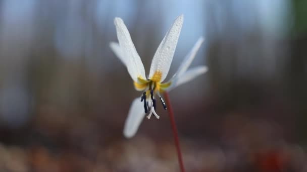 Erstaunlich Weißes Erythronium Dens Canis Blüht Vorfrühling Wald — Stockvideo