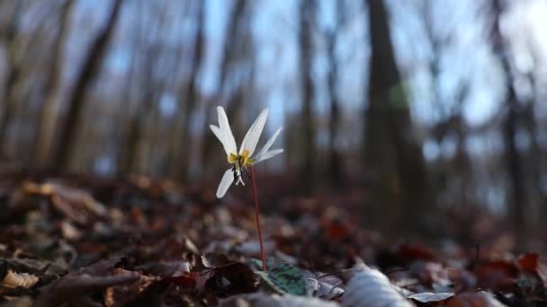 早春に森の中で驚くほど白い花を咲かせます — ストック動画