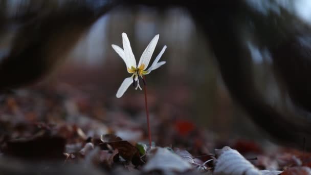 Úžasný Bílý Erytronium Doupě Canis Květ Lese Začátku Jara — Stock video