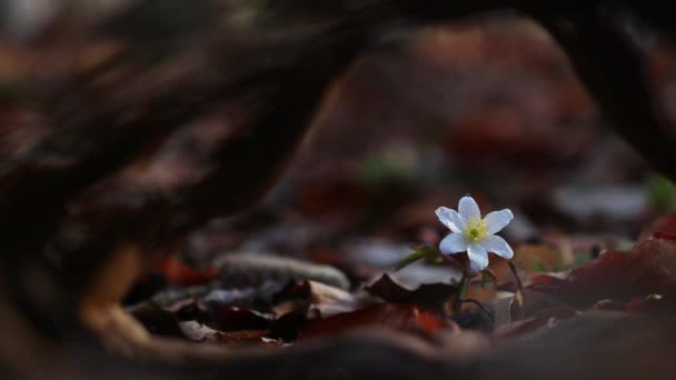 早春野生森林中的线虫 — 图库视频影像