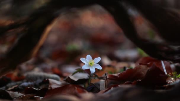 Anemone Nemorosa Άγριο Δάσος Κατά Τις Αρχές Της Άνοιξης — Αρχείο Βίντεο