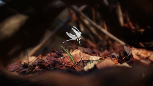 Καταπληκτικό Λευκό Erythronium Dens Canis Λουλούδι Στο Δάσος Στις Αρχές — Αρχείο Βίντεο