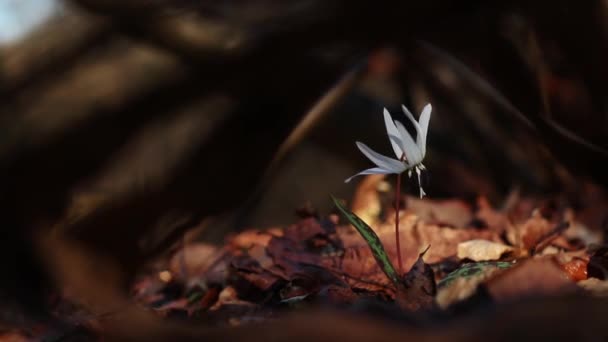 Incrível Eritrónio Branco Dens Canis Flor Floresta Início Primavera — Vídeo de Stock