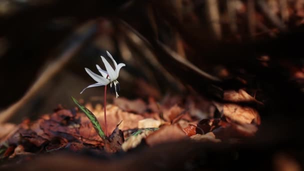 Increíble Eritronio Blanco Guarida Flor Canis Bosque Principios Primavera — Vídeos de Stock