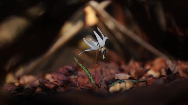 Удивительный Белый Эритроний Берлоги Canis Цветок Лесу Начале Весны — стоковое видео
