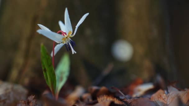 Úžasný Bílý Erytronium Doupě Canis Květ Lese Začátku Jara — Stock video