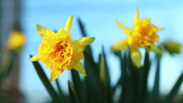 Wild Daffidol Natural Light Early Spring — Stock Video