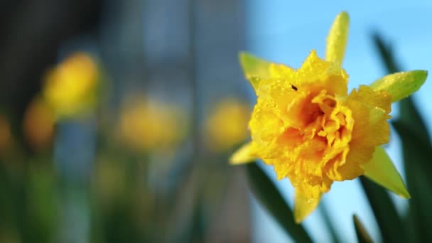 Wilde Narzissen Frühjahr Natürlichen Licht — Stockvideo