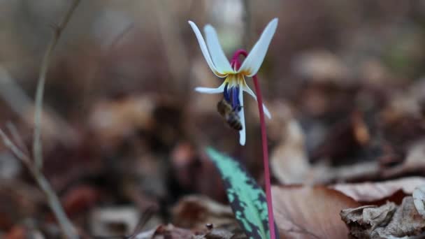 Superbe Fleur Blanche Tanière Érythronium Canis Forêt Début Printemps — Video