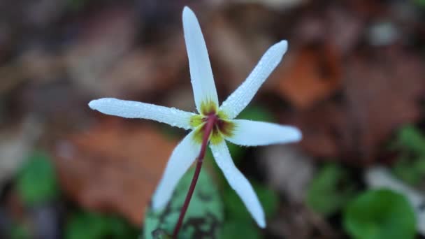 Καταπληκτικό Λευκό Erythronium Dens Canis Λουλούδι Στο Δάσος Στις Αρχές — Αρχείο Βίντεο