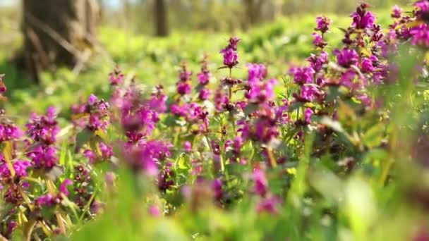 Фіолетовий Мертвий Бій Вечірньому Світлі Під Час Ранньої Весни — стокове відео