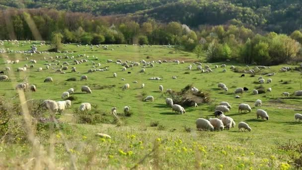 Manada Ovejas Pastando Primavera Colina — Vídeos de Stock