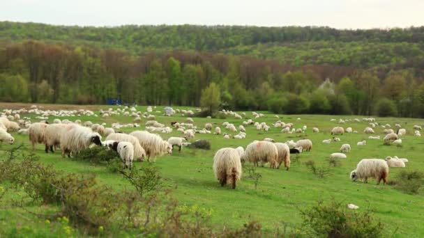 Troupeau Moutons Broutant Printemps Sur Colline — Video