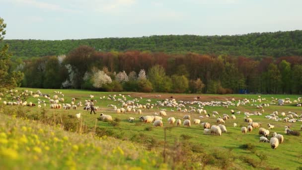 Bir Çoban Koyun Sürüsünü Baharda Yeşil Tepede Otlatır — Stok video