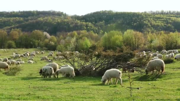 Kawanan Domba Menggembalakan Pada Musim Semi Atas Bukit — Stok Video