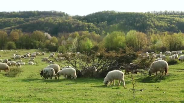 Herd Van Schapen Grazen Het Voorjaar Heuvel — Stockvideo