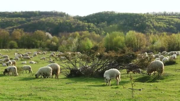Bahar Mevsiminde Tepede Otlayan Koyun Sürüsü — Stok video