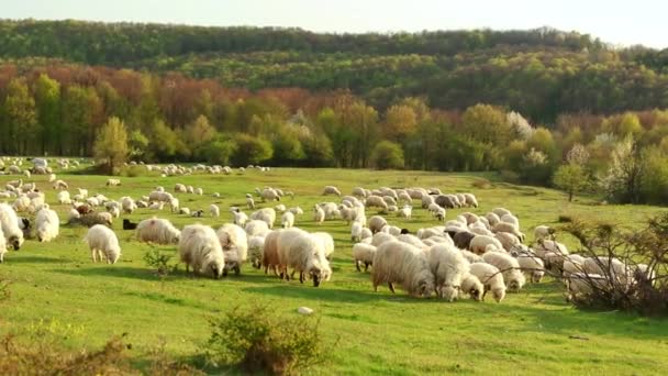 Cena Bonita Com Uma Manada Ovelhas Pastando Colina Durante Primavera — Vídeo de Stock