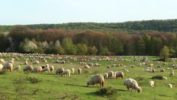 Herd Sheep Grazing Spring Season Hill — Stock Video